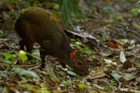 Aguti stredoamericky - Dasyprocta punctata - Central American Agouti 3671